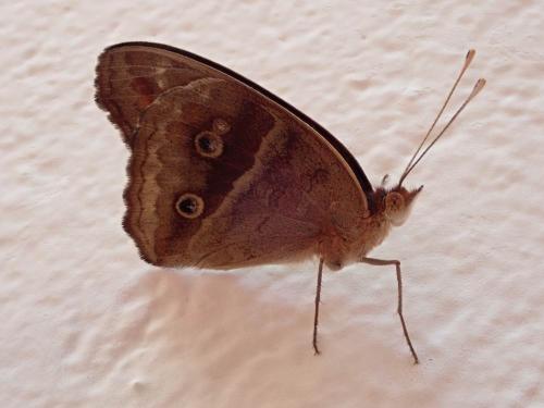 Réf. 244 983 : Junonia zonalis